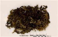 藏品(垂苔屬)的圖片